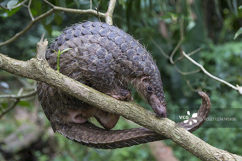 穿山甲图片素材