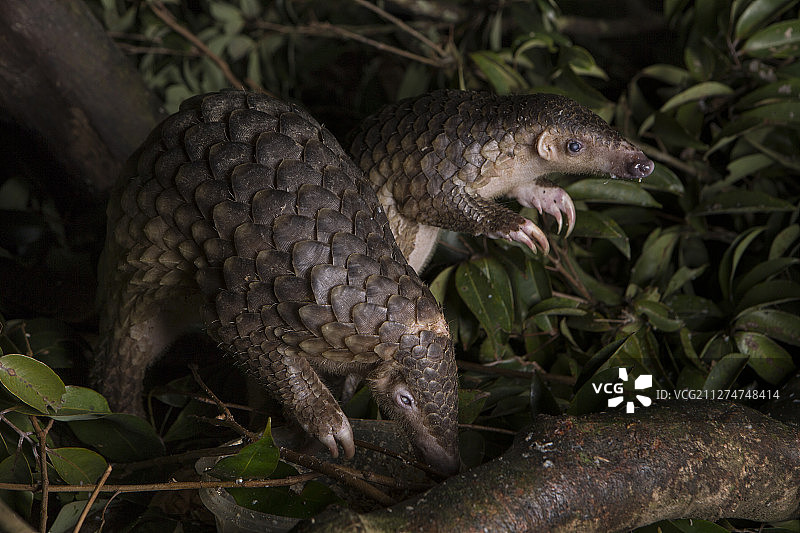 越南菊芳国家公园圈养马来穿山甲图片素材