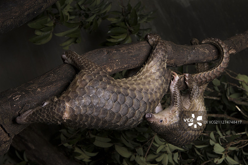 越南菊芳国家公园圈养马来穿山甲图片素材