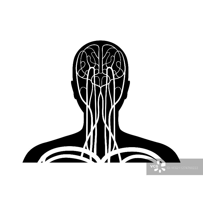 循环系统解剖学图片素材