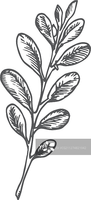 手绘圣诞槲寄生枝图片素材