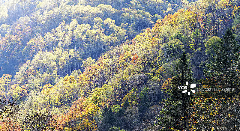 层林尽染图片素材