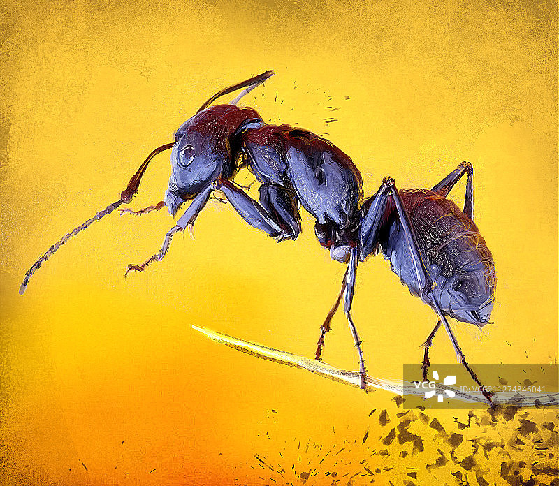 昆虫插画图片素材