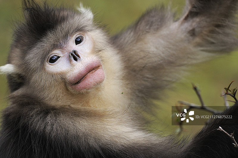 中国云南省德钦国家公园的滇金丝猴图片素材