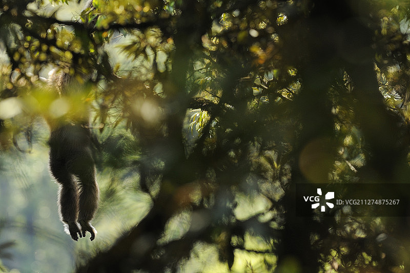 中国云南高黎贡山自然保护区内的白眉长臂猿图片素材