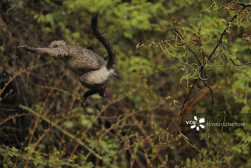 中国云南省塔城国家公园内的滇金丝猴在树间跳跃图片素材