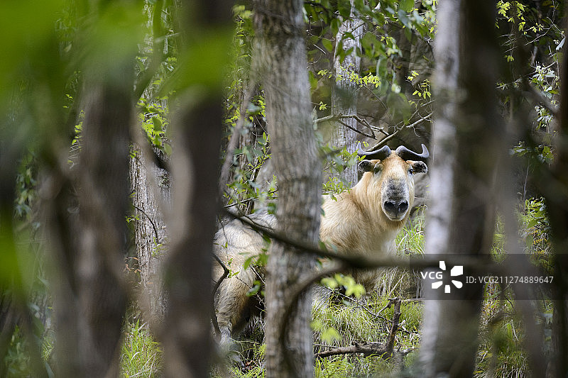 中国四川唐家河自然保护区羚牛图片素材