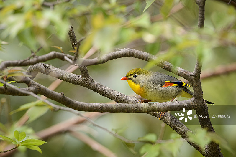 中国四川唐家河自然保护区红嘴相思鸟图片素材