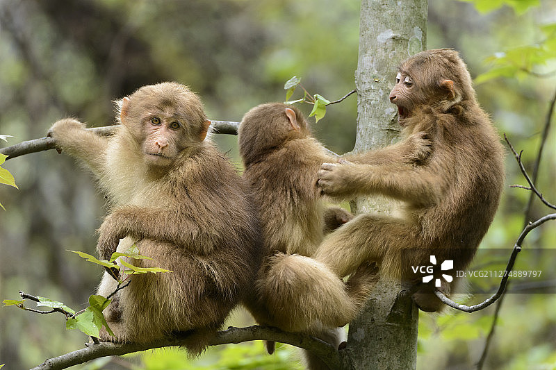 中国四川唐家河自然保护区内的藏猕猴图片素材