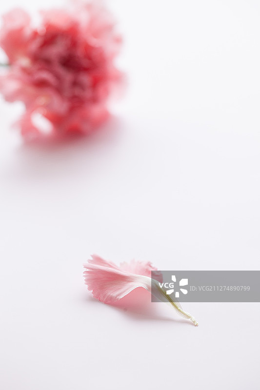 母亲节鲜花静物图片素材