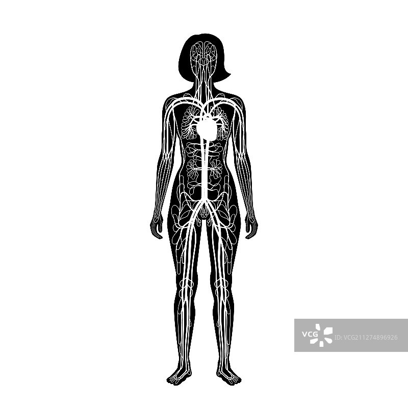 循环系统解剖学图片素材