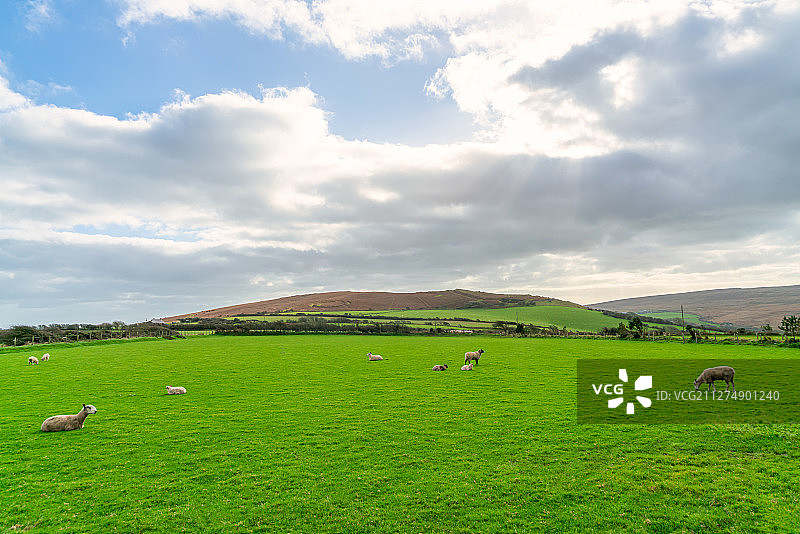 英国威尔士斯旺西罗西利海湾空旷草坪绵羊户外风光图片素材