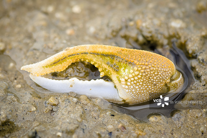 中国香港元朗白泥的雄性招潮蟹的黄色爪子图片素材