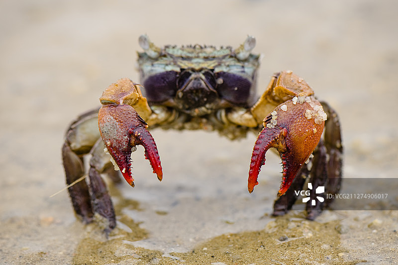 中国香港元朗白泥的红螯蟹图片素材