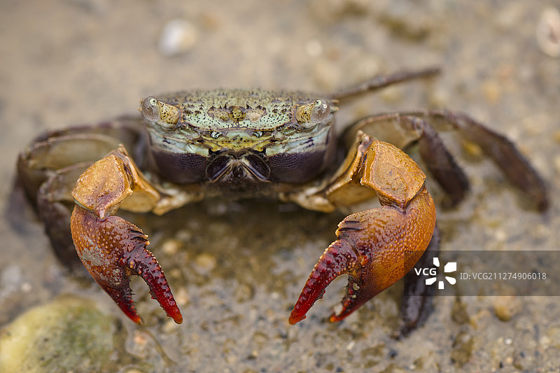 中国香港元朗白泥的红螯蟹图片素材