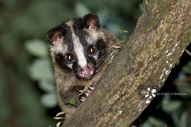香港太平山戴着面罩的果子狸图片素材