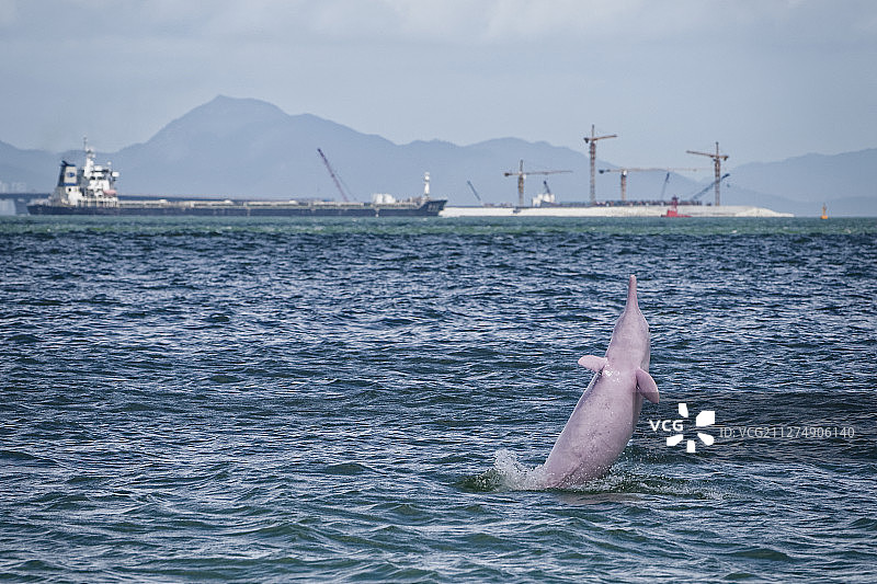 中国香港大澳的印度太平洋驼背豚，中华白海豚，粉红海豚图片素材