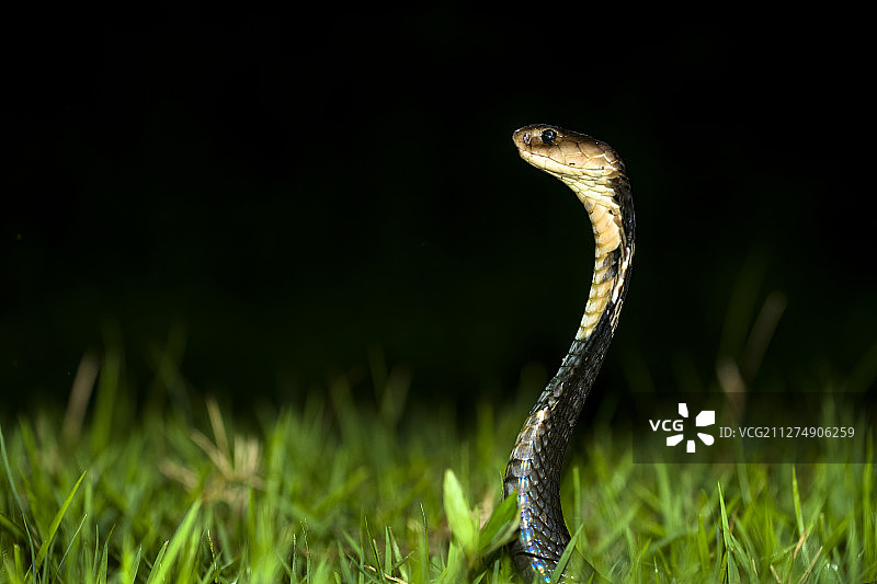 中国香港大屿山西南部海岸中华眼镜蛇图片素材