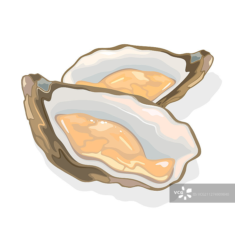 打开的贝类牡蛎图片素材