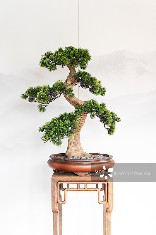 盆景松树图片素材