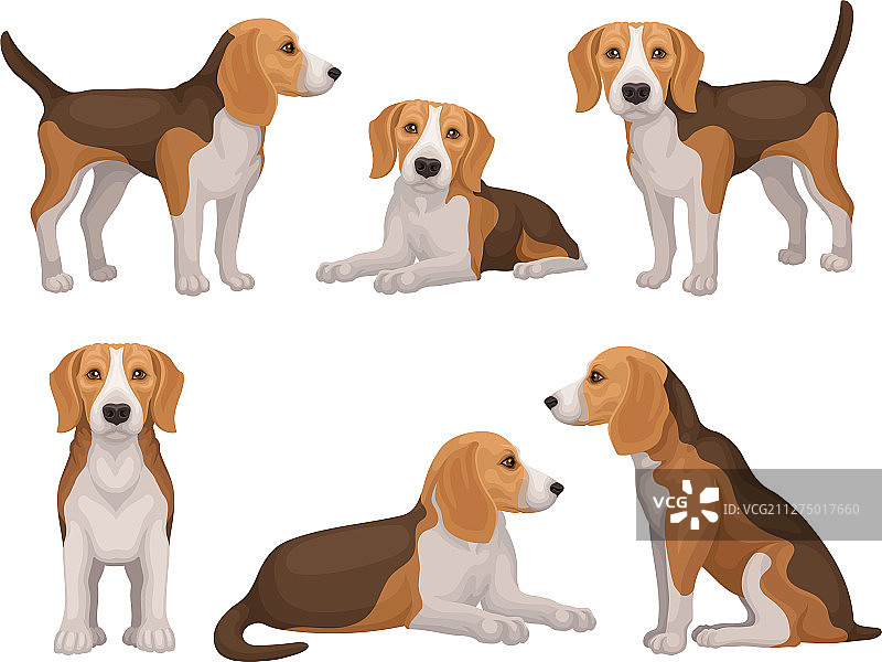 不同姿势的精细小猎犬图片素材