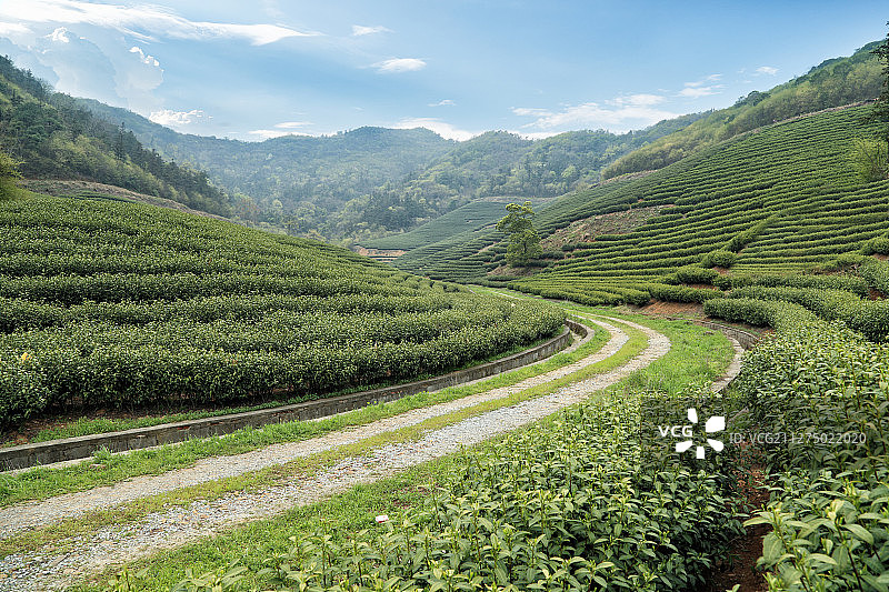 春天里的茶园图片素材