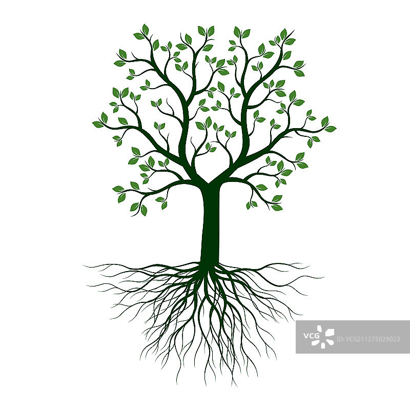 有树叶和树根轮廓的绿树图片素材