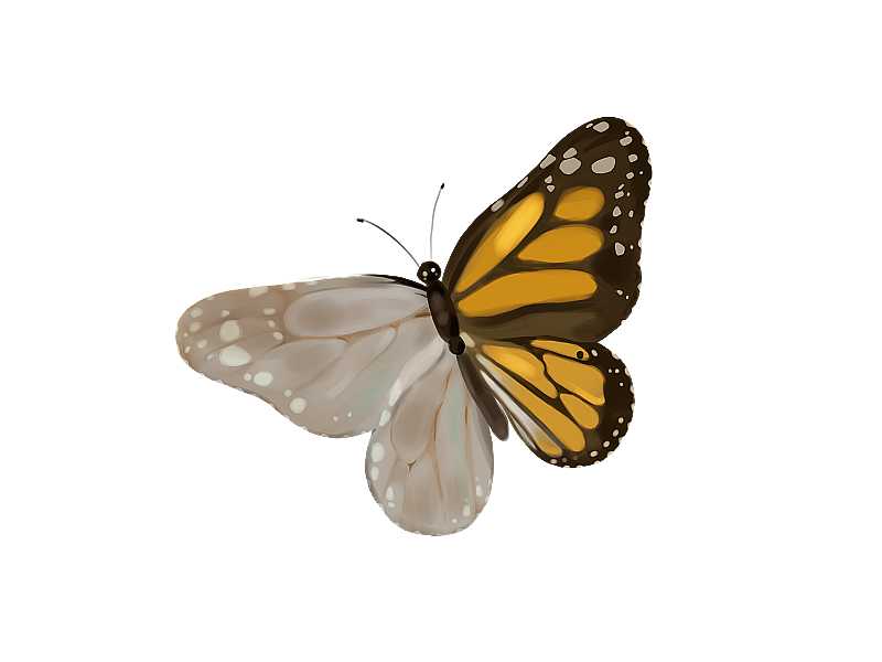 灰褐色蝴蝶插画元素图片素材