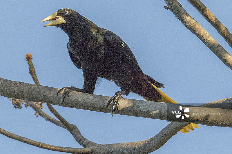 凤头拟鹂图片素材