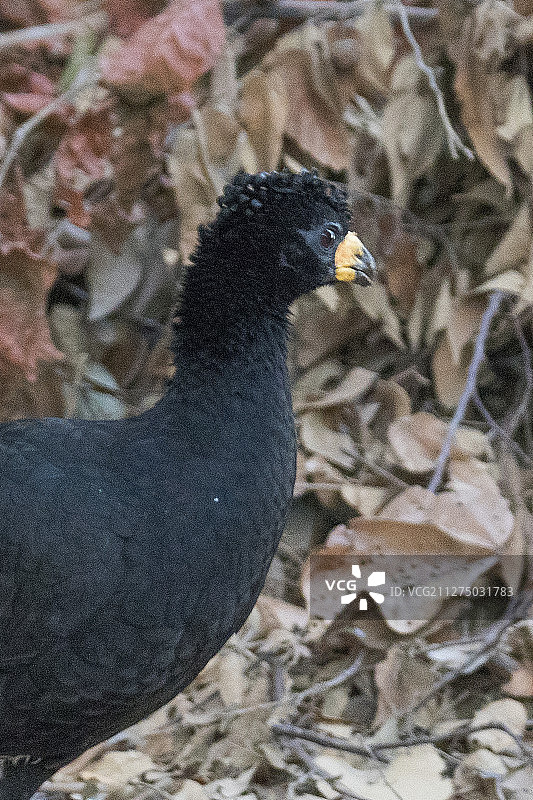 裸方面貌的雄性凤冠雉特写图片素材