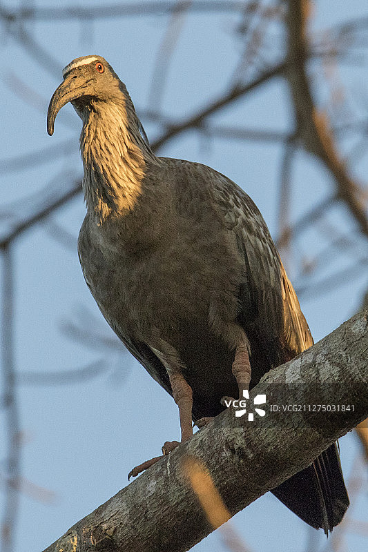 铅色朱鹭图片素材