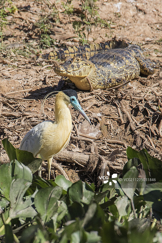 美洲鹭与雅卡雷鳄图片素材