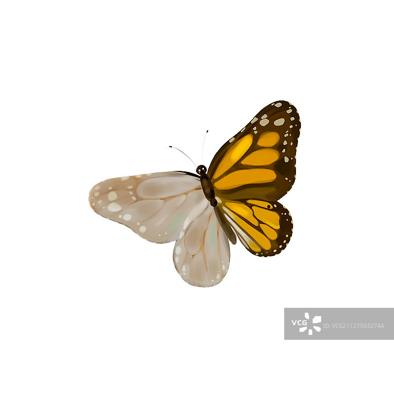 灰褐色蝴蝶插画图片素材