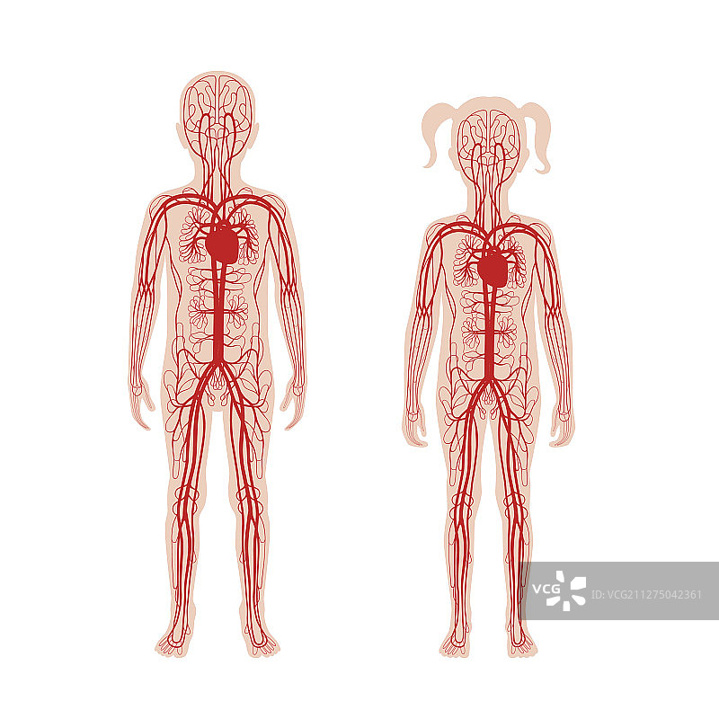 循环系统解剖学图片素材