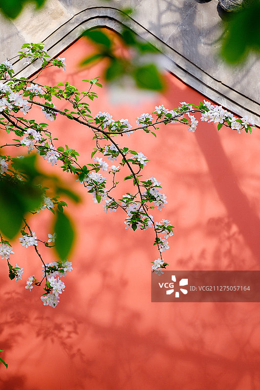故宫红墙海棠图片素材