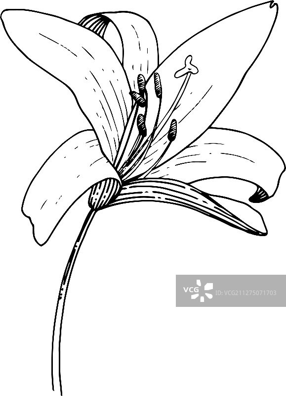 黑色百合花卉植物图片素材