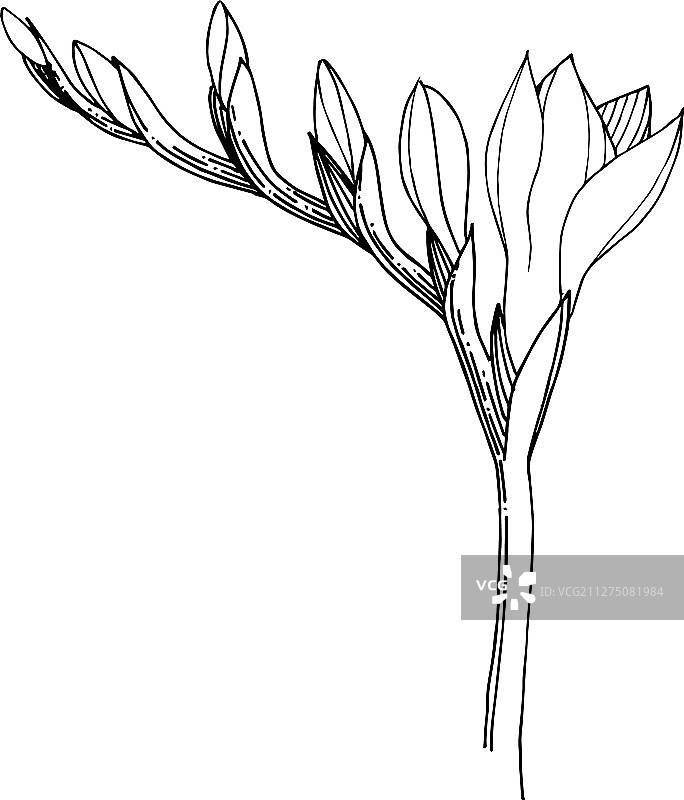 小苍兰植物花卉黑色素材图片素材