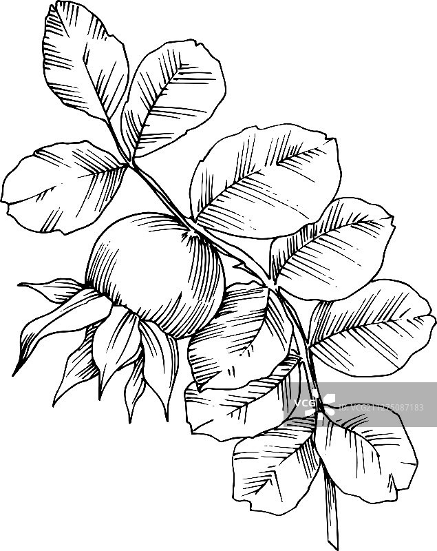 带果实的玫瑰果枝植物叶子图片素材