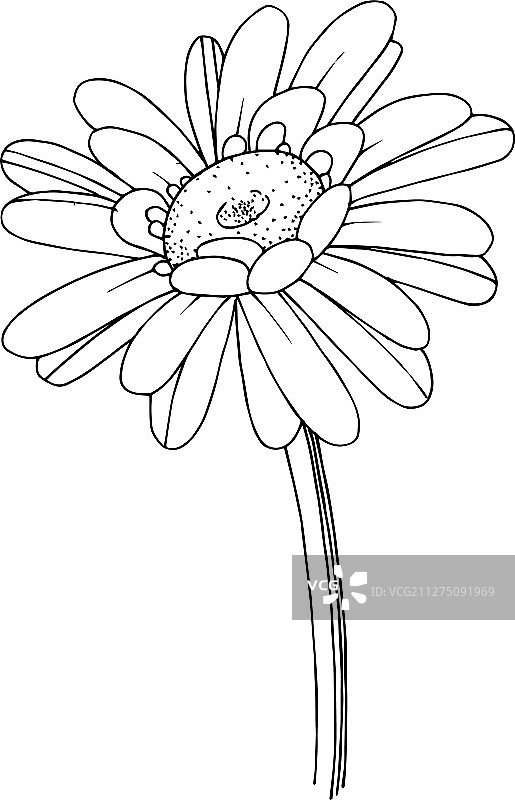 非洲菊植物花卉黑色素材图片素材