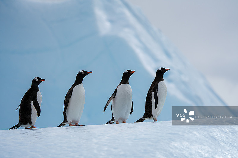 企鹅、南极图片素材