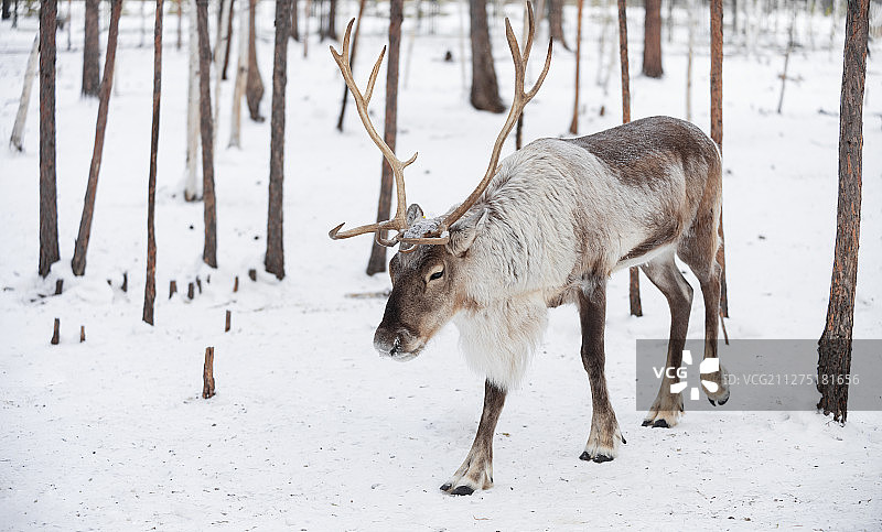 驯鹿图片素材