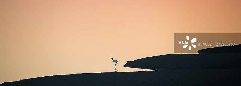 日落时分，一直白鹭在滩涂觅食，水面反射出温暖的夕阳图片素材