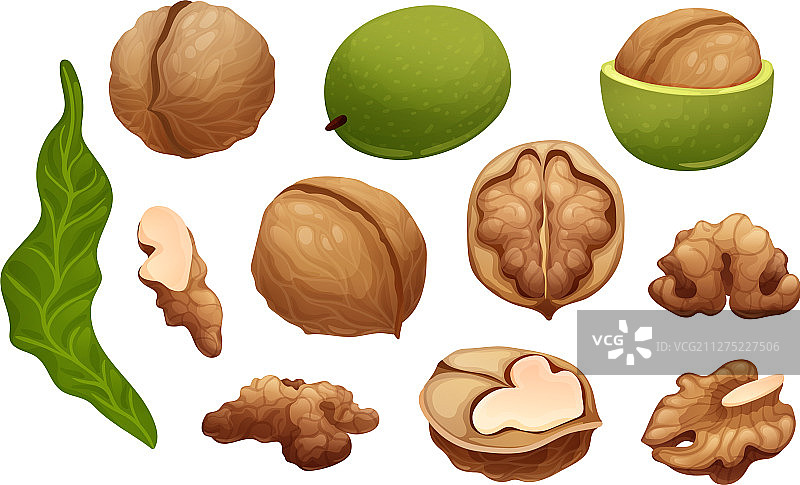 胡桃生长阶段构造图片素材