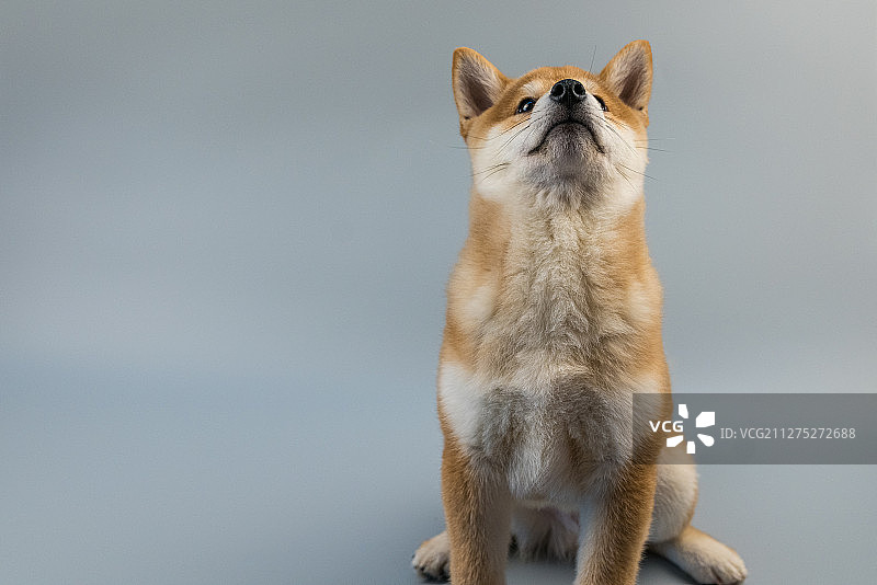 摄影棚内柴犬三个月小狗抬头坐姿灰色纯色背景图片素材
