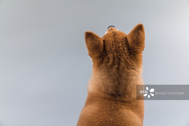 室内灰色纯色背景三个月大小柴犬背影特写图片素材