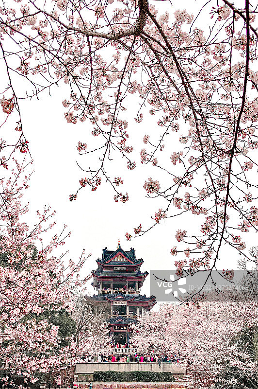 樱花季图片素材