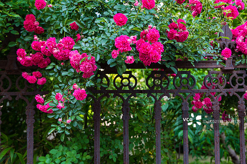 春日蔷薇爬满墙图片素材
