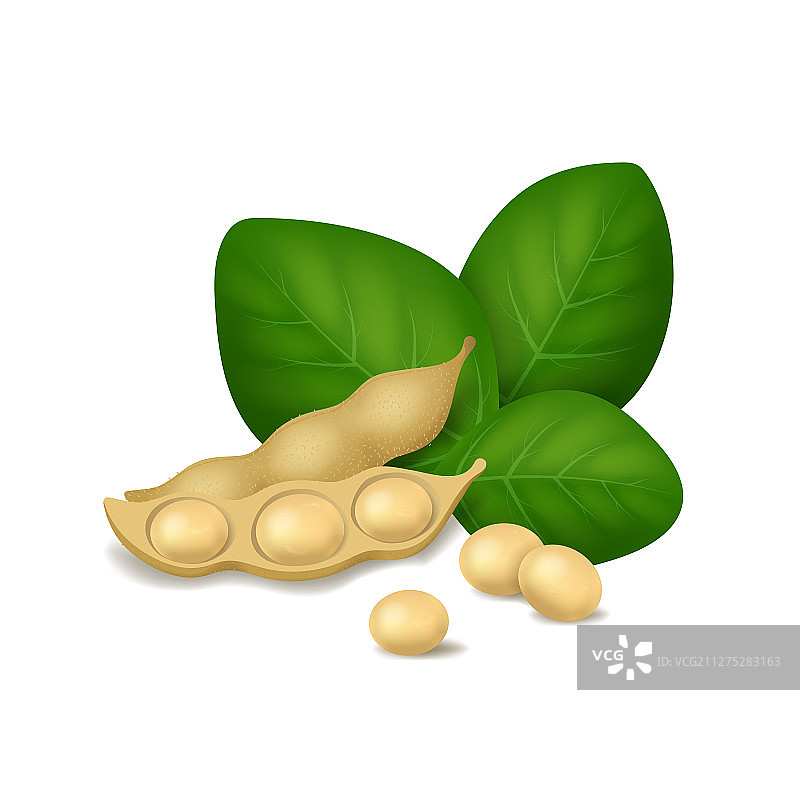 逼真3D大豆与绿叶图片素材