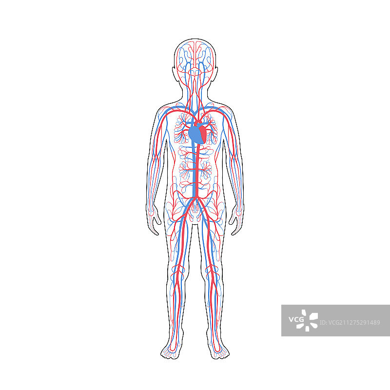 循环系统解剖学图片素材