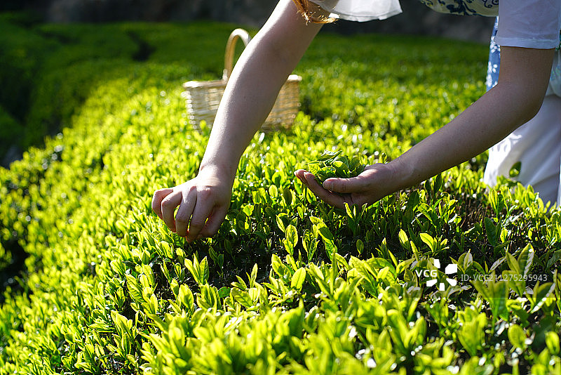 采摘春茶图片素材